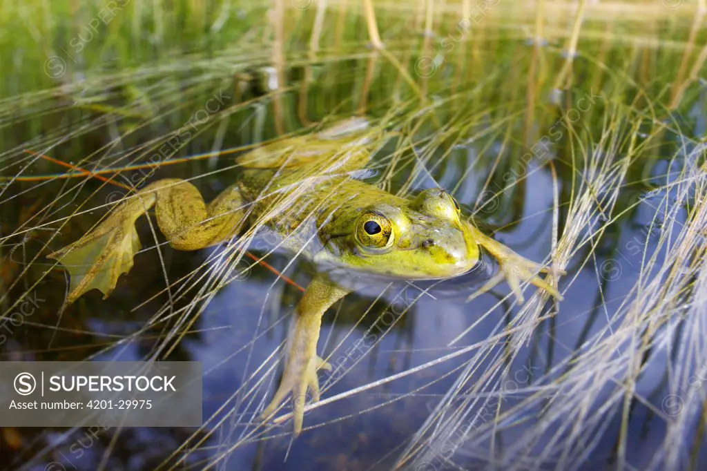 Bronze Frog (Rana clamitans) floating in water, West Stoney Lake, Nova Scotia, Canada