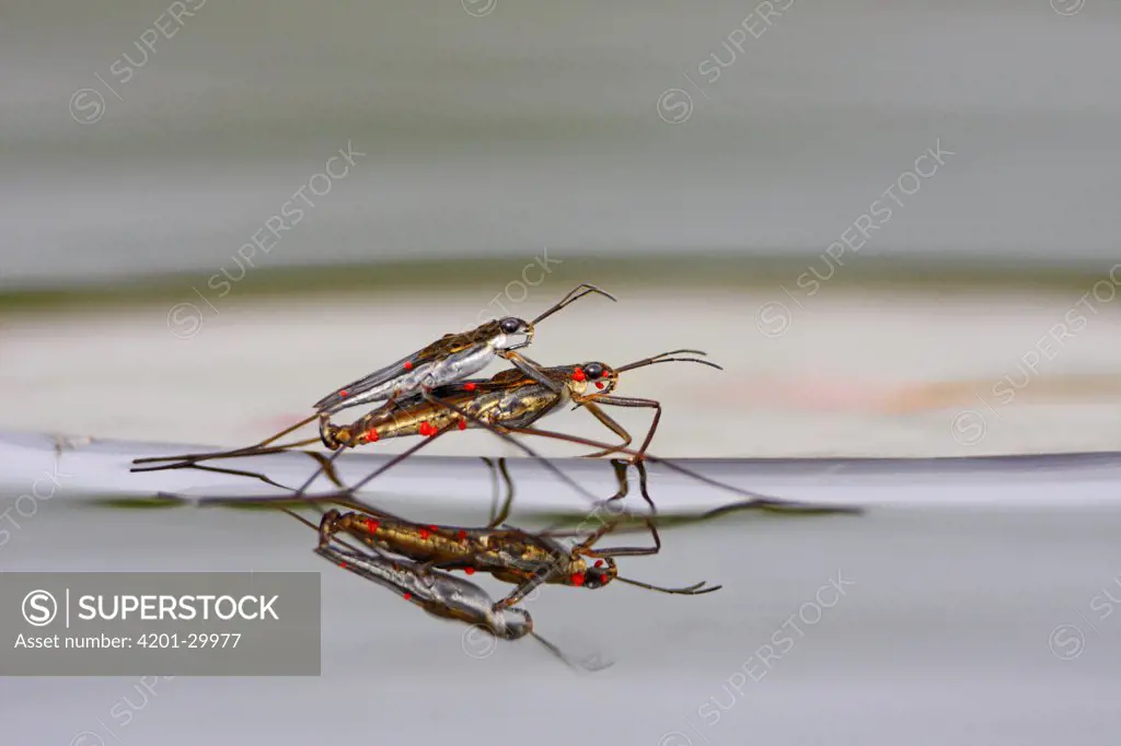 Pond Skater (Gerridae) pair with red parasitic organisms, mating, West Stoney Lake, Nova Scotia, Canada