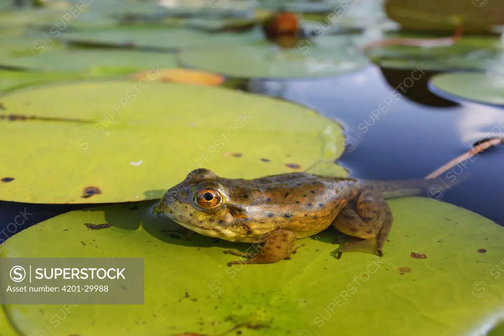 Bronze Frog (Rana clamitans) juvenile still possessing tadpole tail, West Stoney Lake, Nova Scotia, Canada