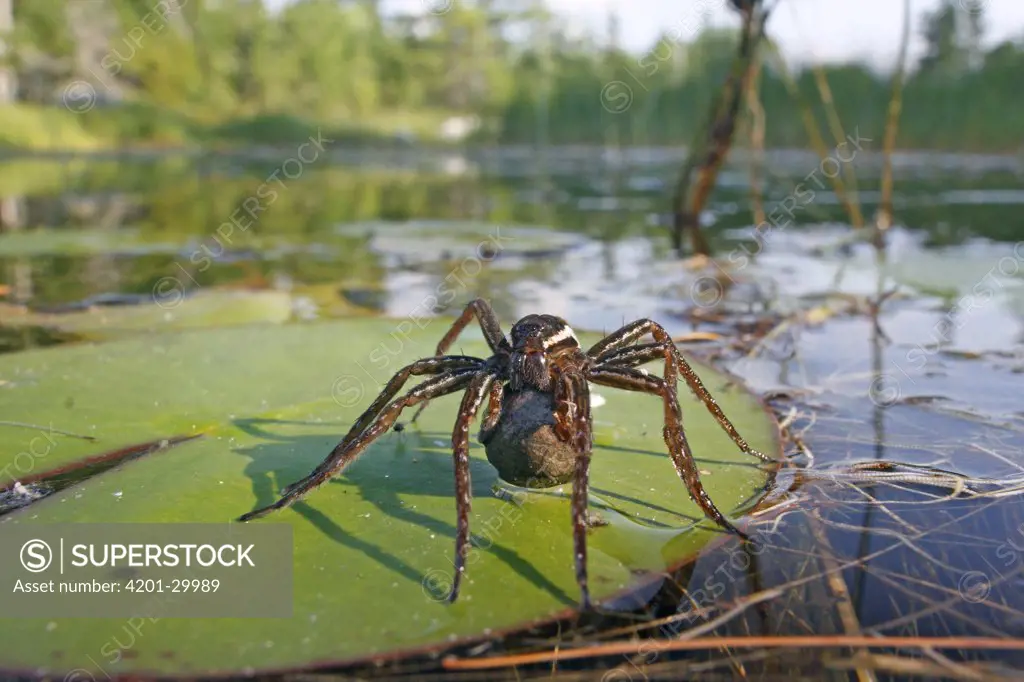 Fishing Spider (Dolomedes sp) female with egg case on lily pad, West Stoney Lake, Nova Scotia, Canada