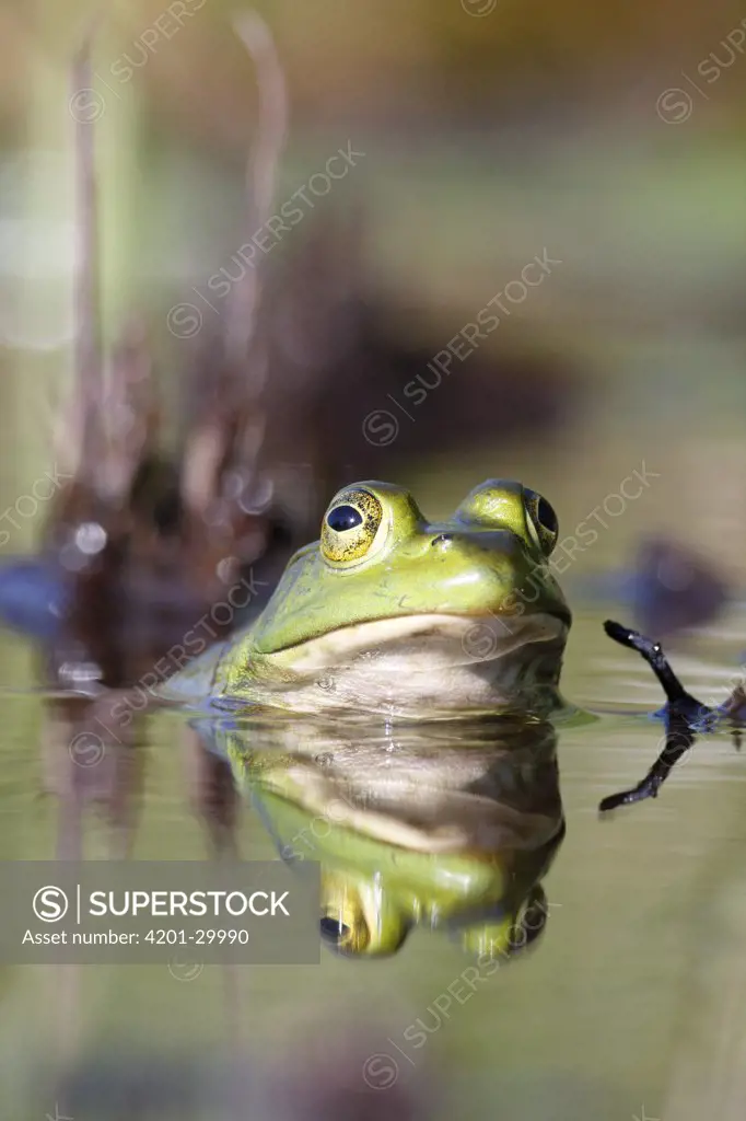 Bronze Frog (Rana clamitans), West Stoney Lake, Nova Scotia, Canada