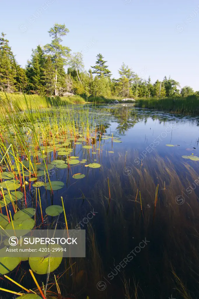 Marsh with reeds and lily pads surrounding a pond, Nova Scotia, Canada