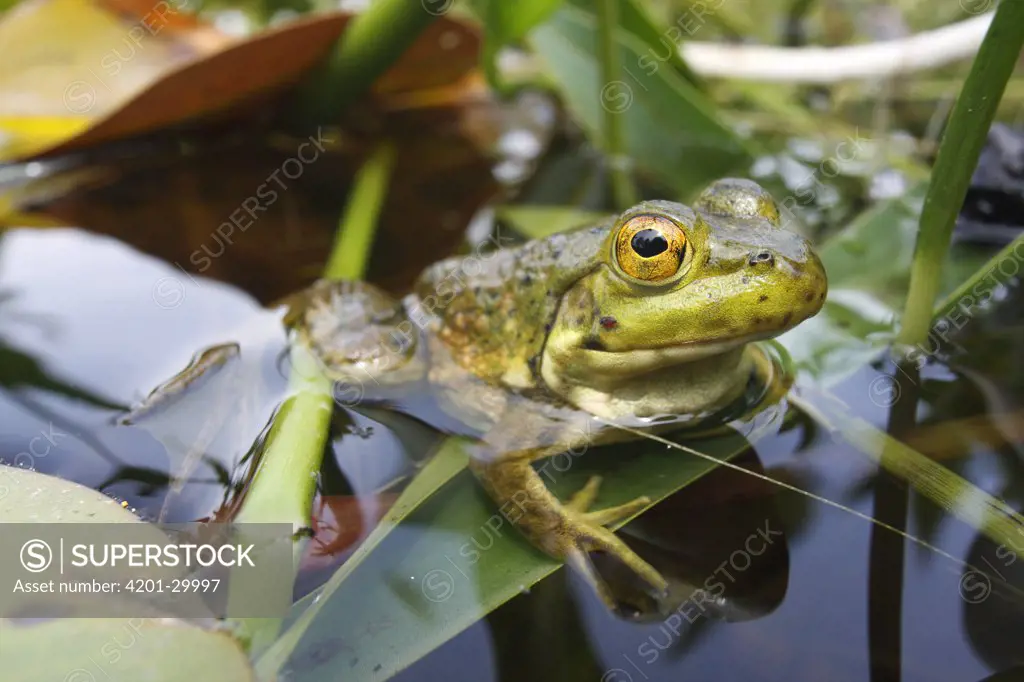 Bronze Frog (Rana clamitans) in pond, West Stoney Lake, Nova Scotia, Canada