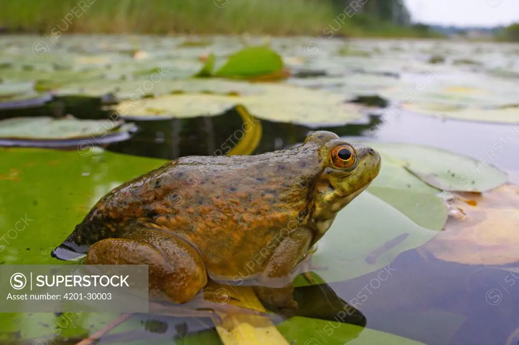 Bronze Frog (Rana clamitans) among lily pads, West Stoney Lake, Nova Scotia, Canada