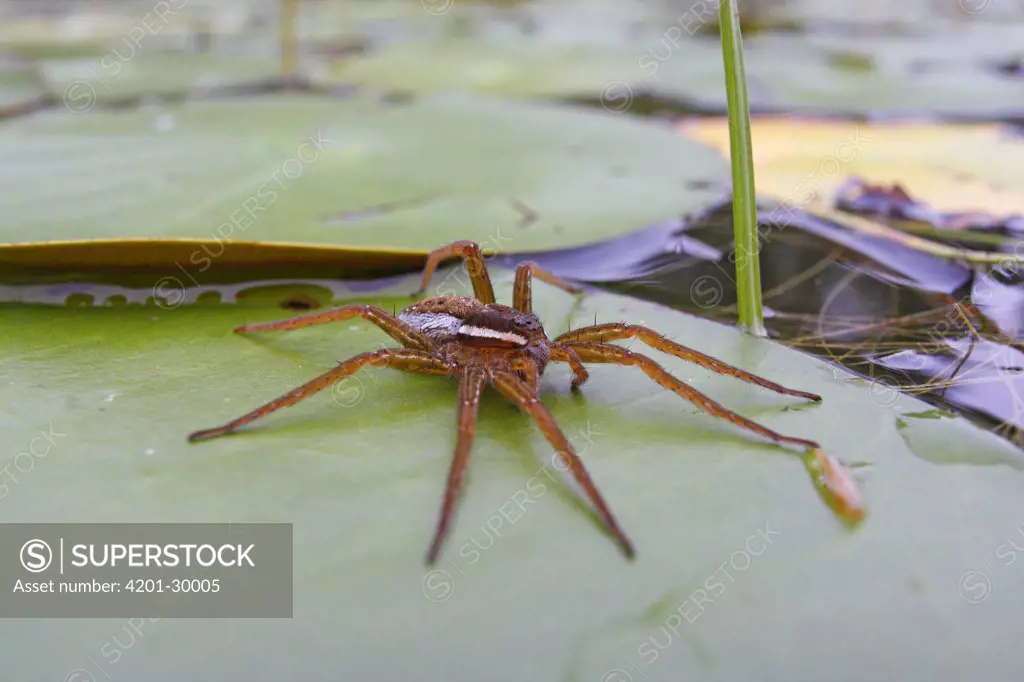 Fishing Spider (Dolomedes sp) on lily pad, West Stoney Lake, Nova Scotia, Canada