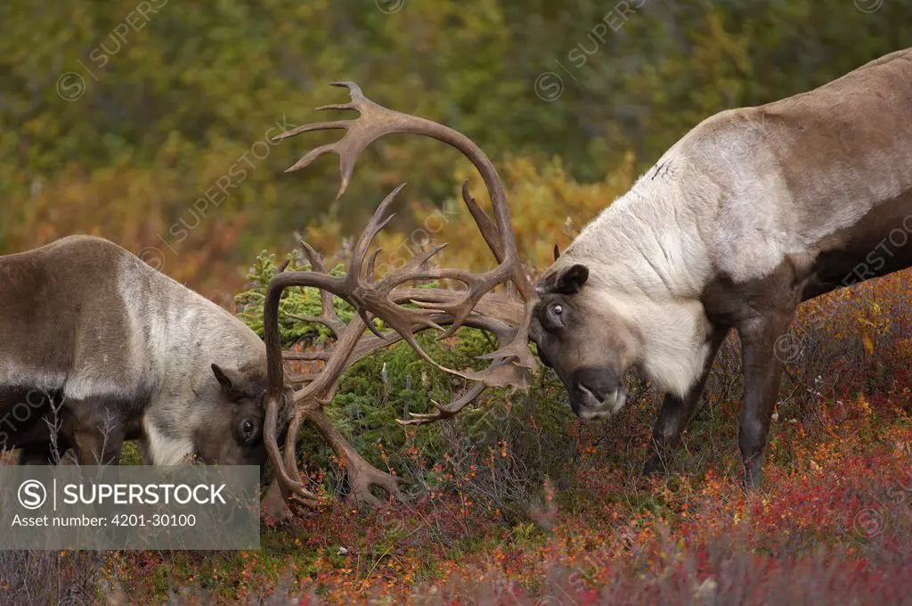 Caribou (Rangifer tarandus) males sparring, Canada