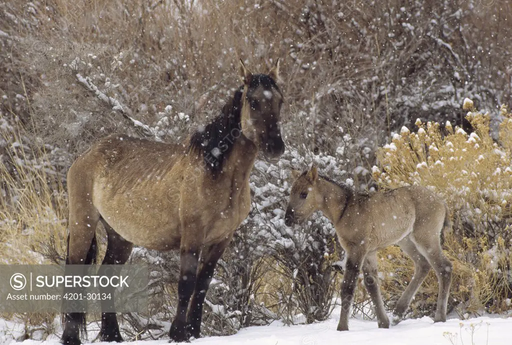 Mustang (Equus caballus) mare and newborn foal in winter, Montana
