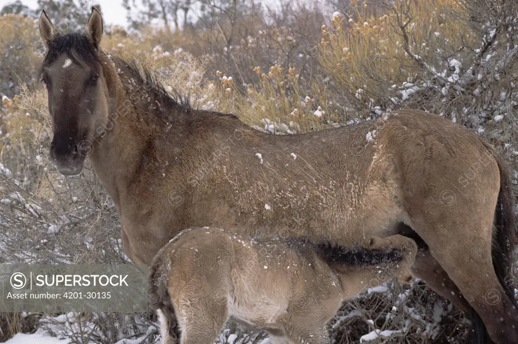 Mustang (Equus caballus) mare nursing newborn foal in winter, Montana