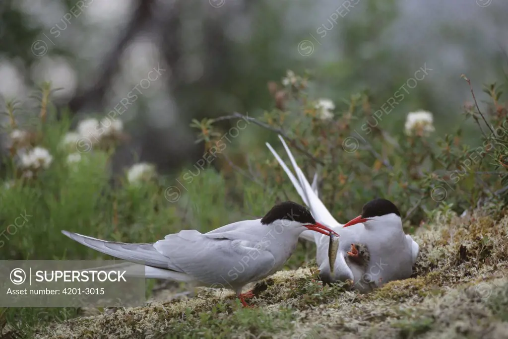 Arctic Tern (Sterna paradisaea) parent, feeding chick a fish at nest, Alaska
