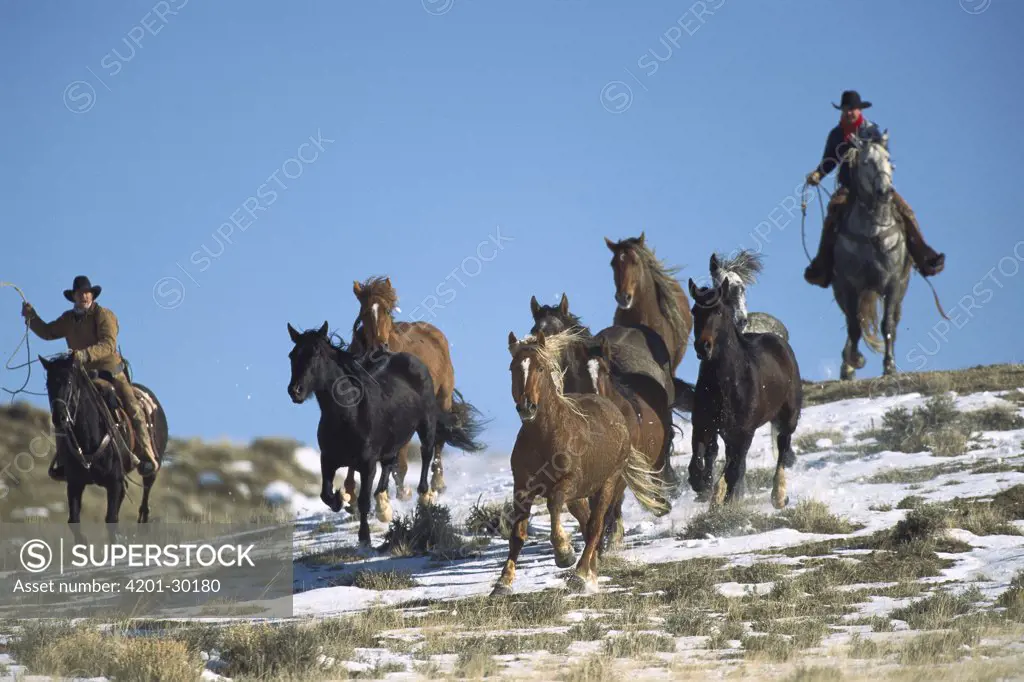 Mustang (Equus caballus) chased by Bureau of Land Management wranglers who round up surplus horses for adoption, Wyoming