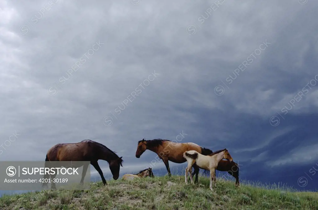 Mustang (Equus caballus) mares and foals seek cool breeze on hilltop before a summer storm, Wyoming