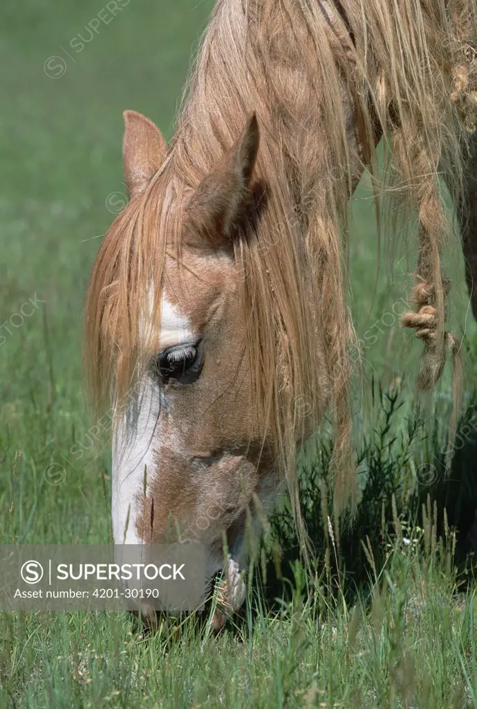 Mustang (Equus caballus) mare with long tangled mane, grazing in autumn, northern Wyoming