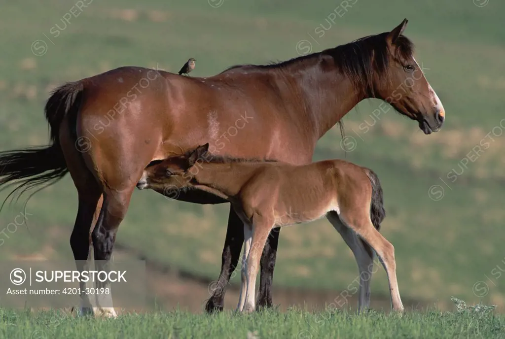 Mustang (Equus caballus) mare nursing her foal, spring, northern Wyoming