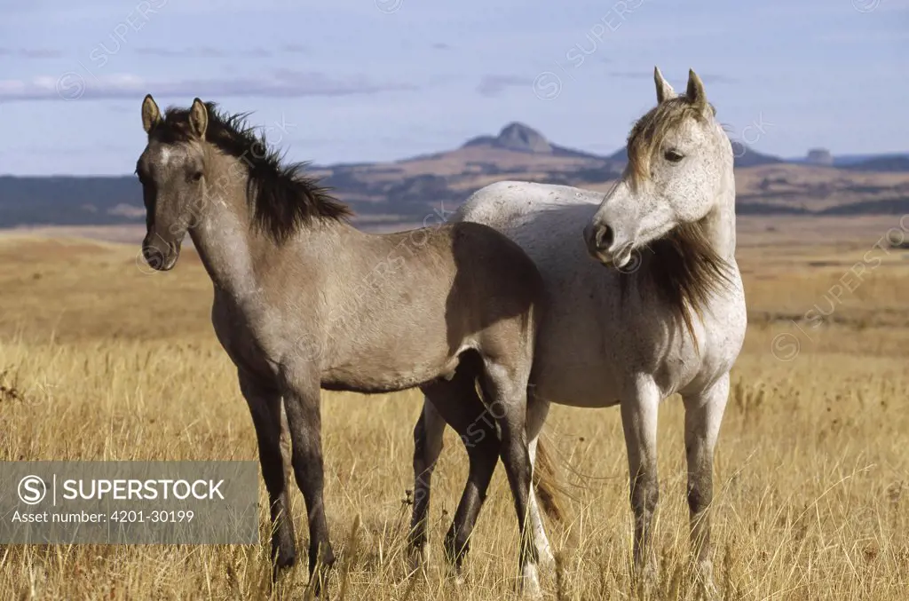 Mustang (Equus caballus) mare with her spring foal near Devil's Tower, Cayuse Ranch, Wyoming