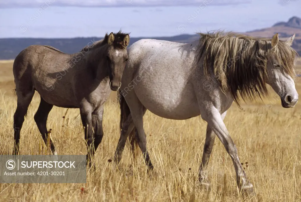 Mustang (Equus caballus) mare and her spring foal in open range, autumn, northern Wyoming