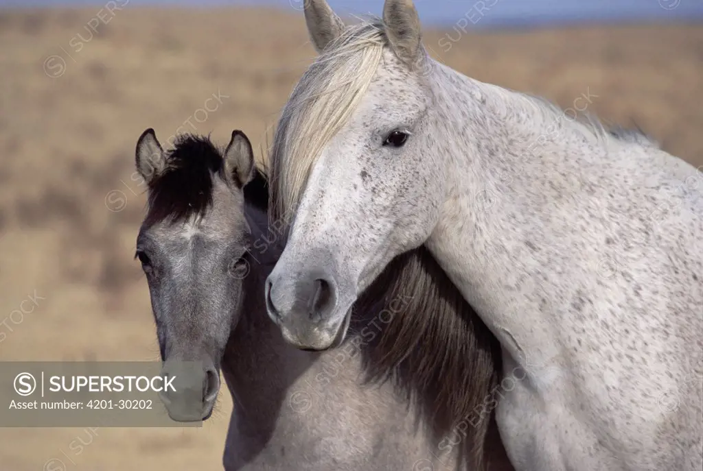 Mustang (Equus caballus) mare with long mane, accompanied by her foal, autumn, northern Wyoming
