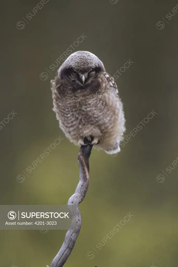 Northern Hawk Owl (Surnia ulula) baby perching on branch, Alaska