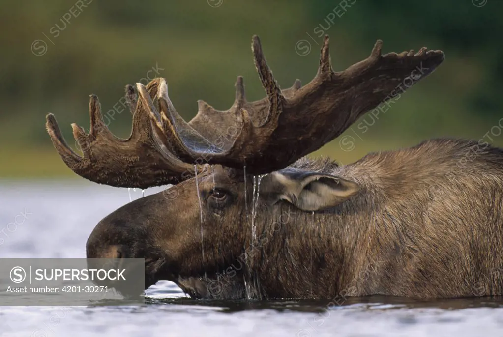 Moose (Alces americanus) bull with water dripping from antlers after feeding in glacial kettle pond, Denali National Park and Preserve, Alaska