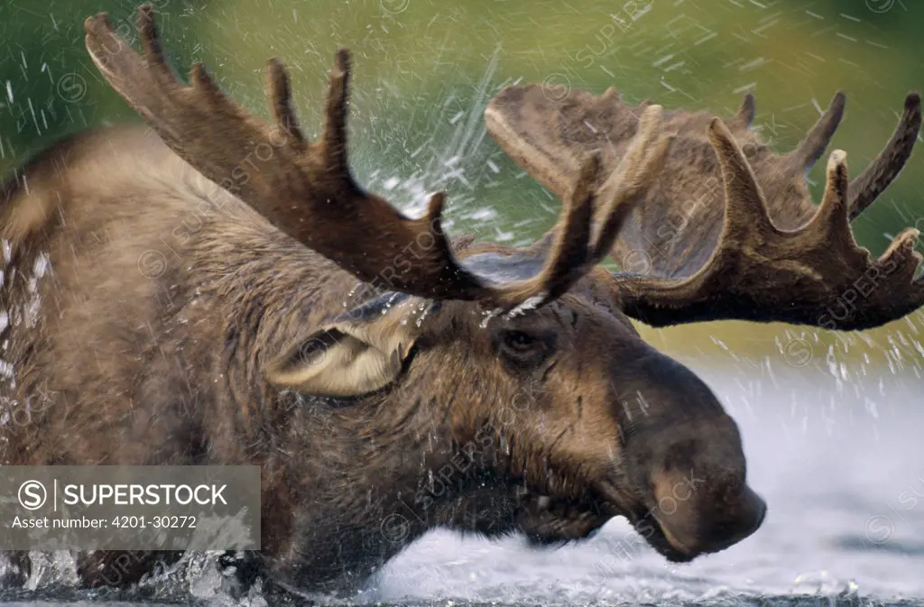 Moose (Alces americanus) shakes water from head and antlers after feeding in glacial kettle pond, Denali National Park and Preserve, Alaska