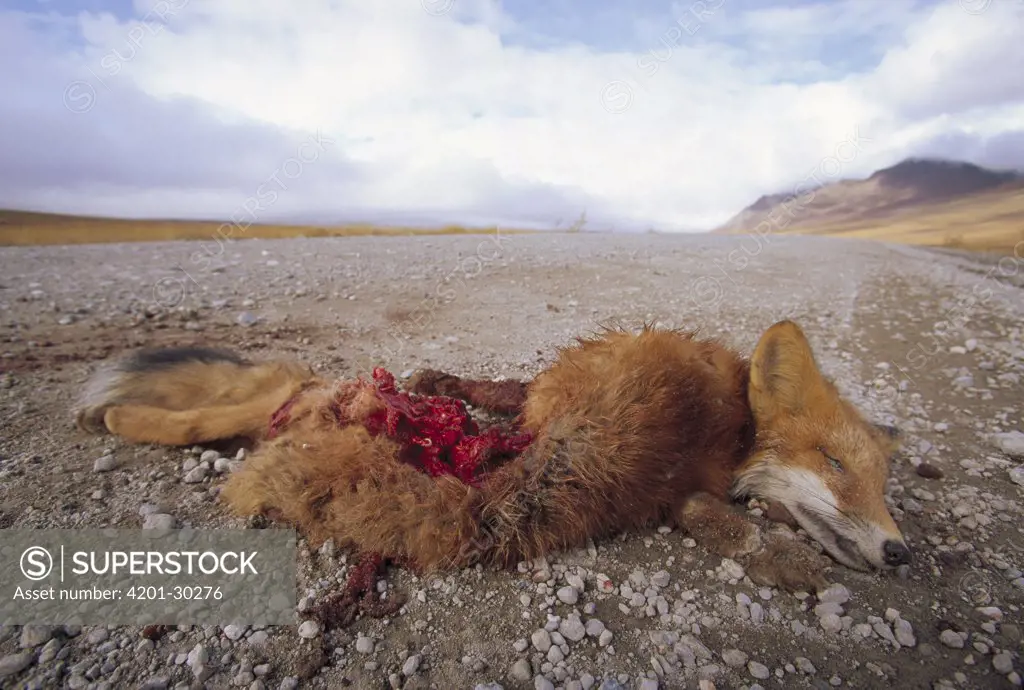 Red Fox (Vulpes vulpes) killed by truck, Dalton Highway, North Slope, Alaska