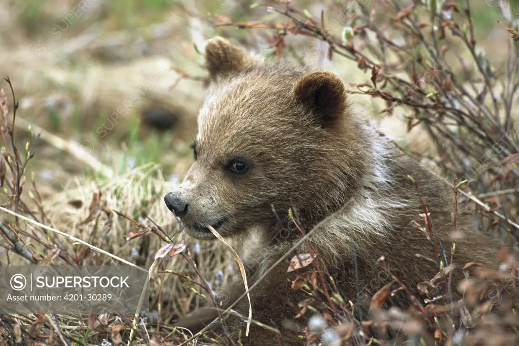 Grizzly Bear (Ursus arctos horribilis) spring cub exploring bushes, Denali National Park and Preserve, Alaska