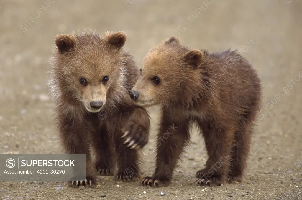 Grizzly Bear (Ursus arctos horribilis) pair of spring cubs, Denali National Park and Preserve, Alaska