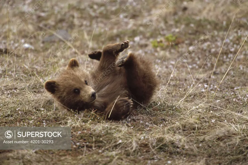 Grizzly Bear (Ursus arctos horribilis) spring cub rolling playfully, Denali National Park and Preserve, Alaska