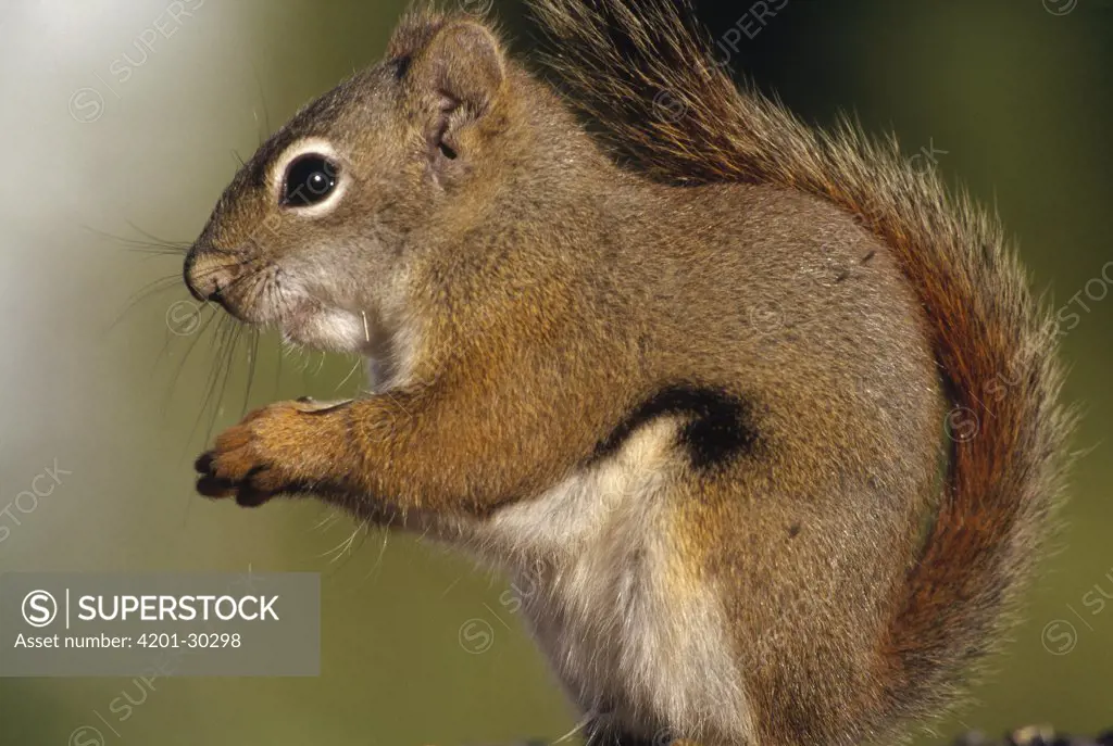 Red Squirrel (Tamiasciurus hudsonicus) feeding on seeds in summer evening, Alaska