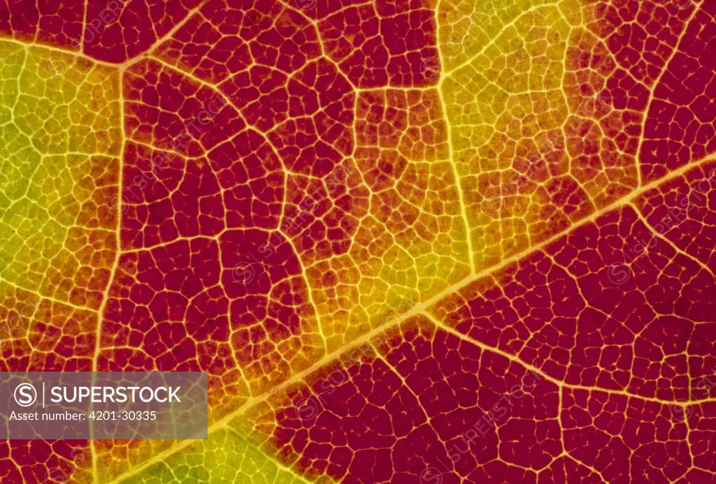 Sugar Maple (Acer saccharum) leaves, close up of groups of cells changing color in autumn, Hurley, New York