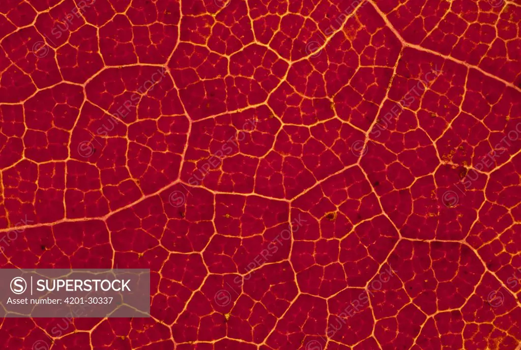 Sugar Maple (Acer saccharum) leaf, close up of groups of cells turning red in autumn, Hudson River Valley, New York