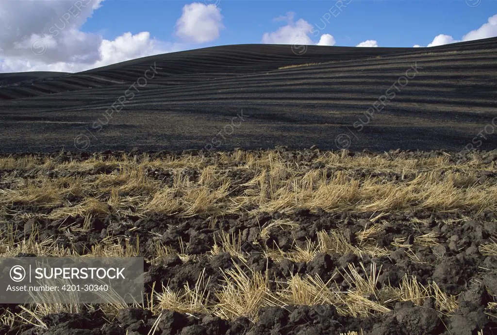 Ploughed wheat fields after harvest in autumn, Palouse Hills, Washington