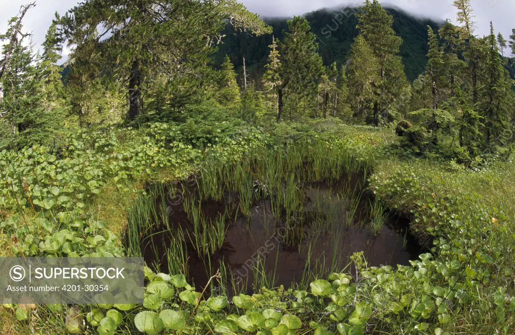 Pond surrounded by trees and wetland vegetation, summer, Douglas Island, Alaska