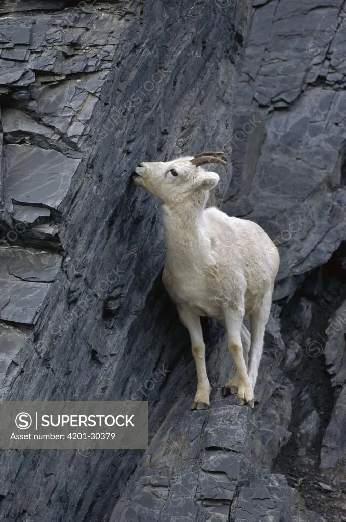 Dall's Sheep (Ovis dalli) ewe licking minerals from rock, Brooks Range, Alaska
