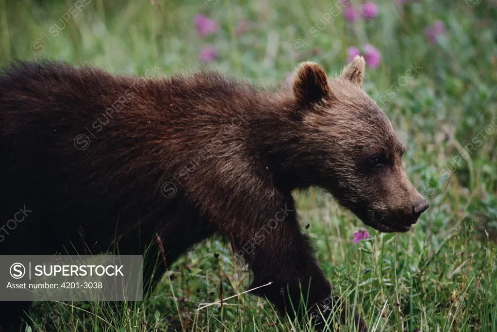 Grizzly Bear (Ursus arctos horribilis) six month old cub, Denali National Park and Preserve, Alaska