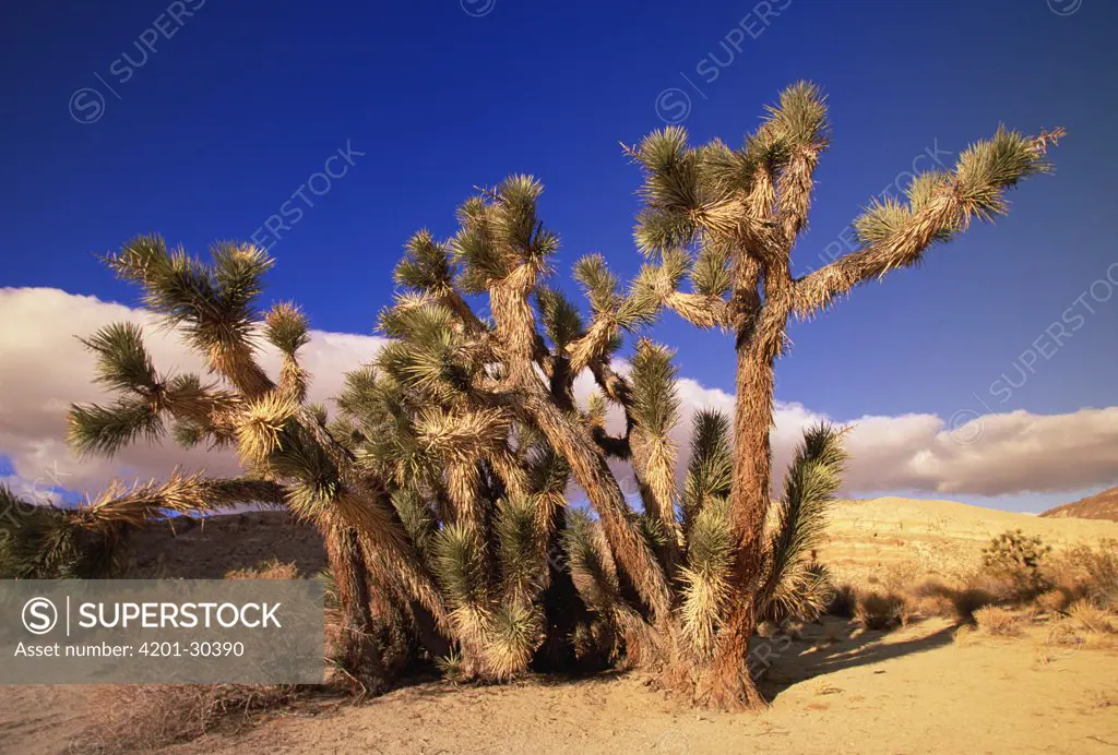 Joshua Tree (Yucca brevifolia) in the morning light, Red Rock Canyon State Park, California
