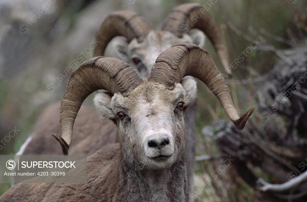 Stone Sheep (Ovis dalli stonei) pair of adult rams, summer, Muncho Lake, northern British Columbia, Canada