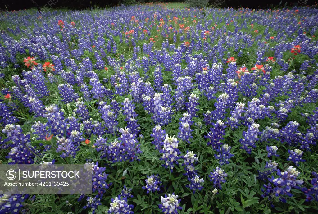 Indian Paintbrush (Castilleja attenuata) and Texas Bluebonnet (Lupinus texensis) field, Hill Country, Texas