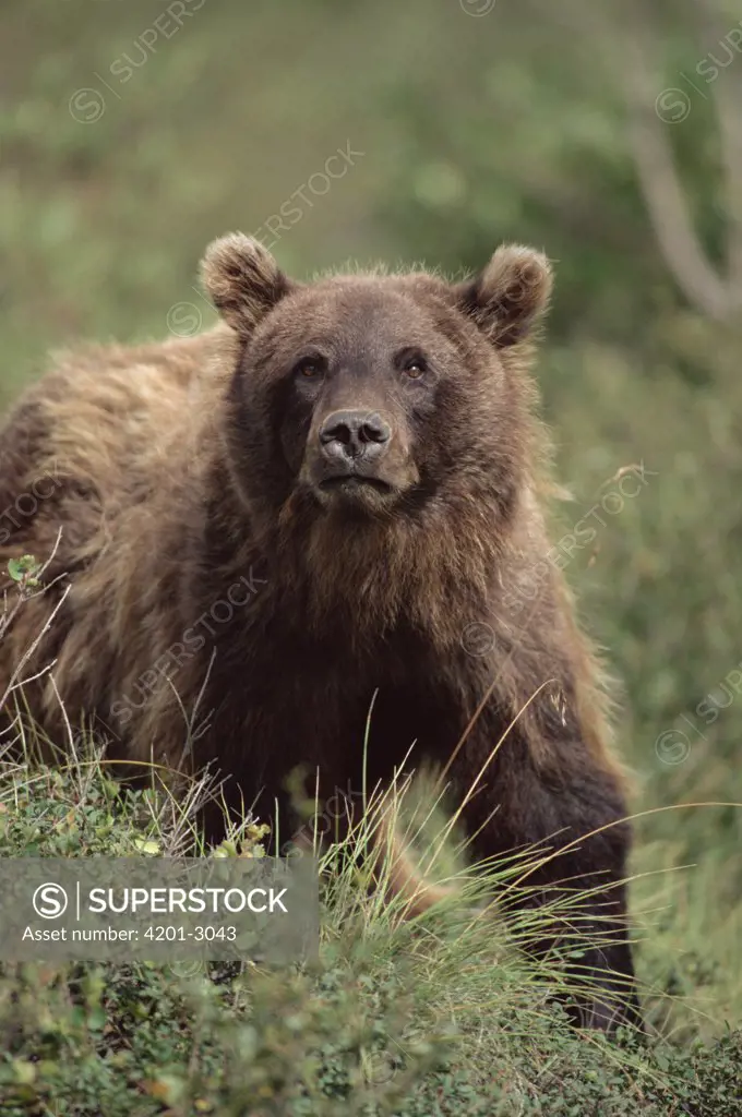 Grizzly Bear (Ursus arctos horribilis) subadult, Denali National Park and Preserve, Alaska