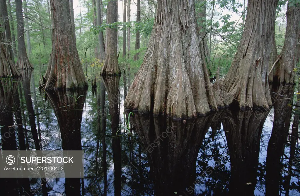 Bald Cypress (Taxodium distichum) and Tupelo (Nyssa aquatica) forest in the spring, Atchafalaya River Swamp, Louisiana