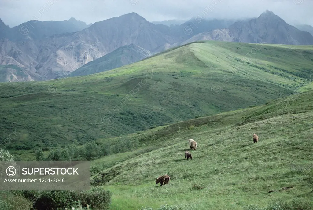 Grizzly Bear (Ursus arctos horribilis) mother and three cubs crossing grassy hills, Denali National Park and Preserve, Alaska