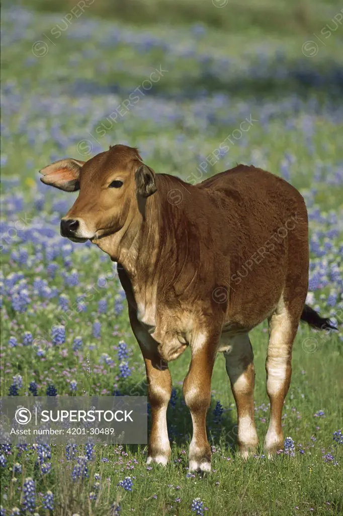 Domestic Cattle (Bos taurus), young steer in meadow of Texas Bluebonnets (Lupinus texensis), North America