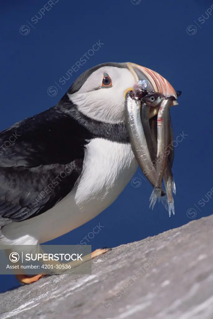 Atlantic Puffin (Fratercula arctica) portrait of adult holding capelin in beak to feed chick in burrow, summer breeding season, Newfoundland, Canada