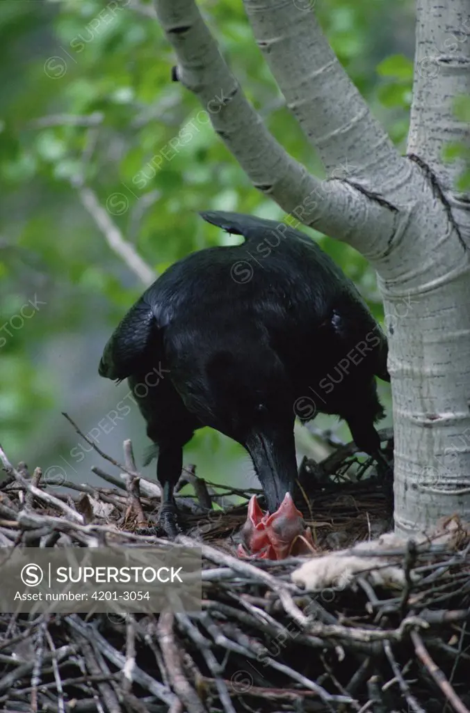 Common Raven (Corvus corax) parent feeding its week old chicks in their nest, Idaho