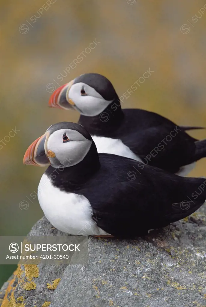 Atlantic Puffin (Fratercula arctica) portrait of pair perched on lichen-covered coastal cliff, displaying their bright breeding colors, summer, Newfoundland, Canada