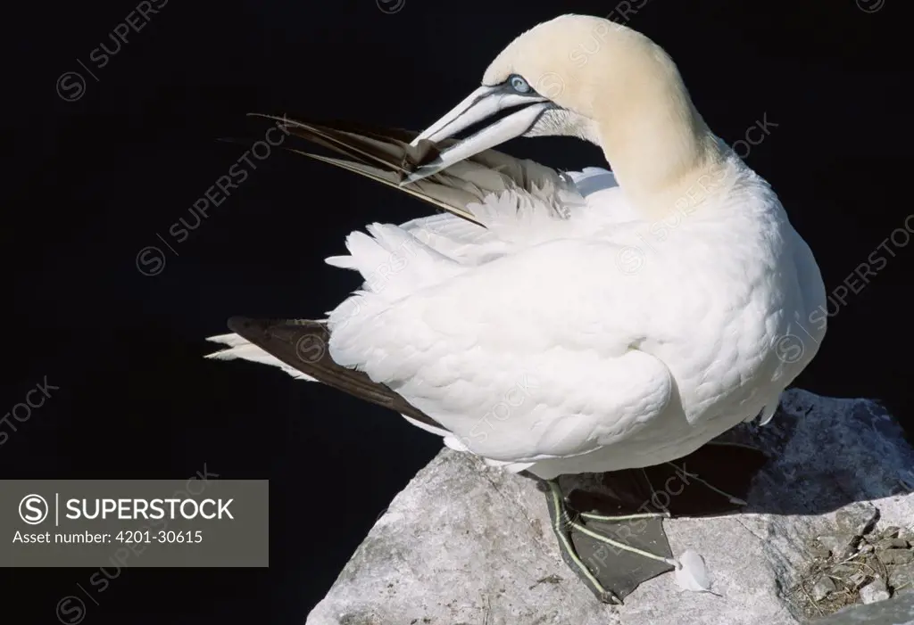 Northern Gannet (Morus bassanus) side view, portrait of adult preening feathers in breeding colony, summer season, Cape St Mary's Ecological Reserve, Newfoundland, Canada