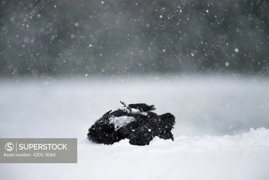 Common Raven (Corvus corax) bathing in fresh snow after feeding on a deer carcass, Idaho