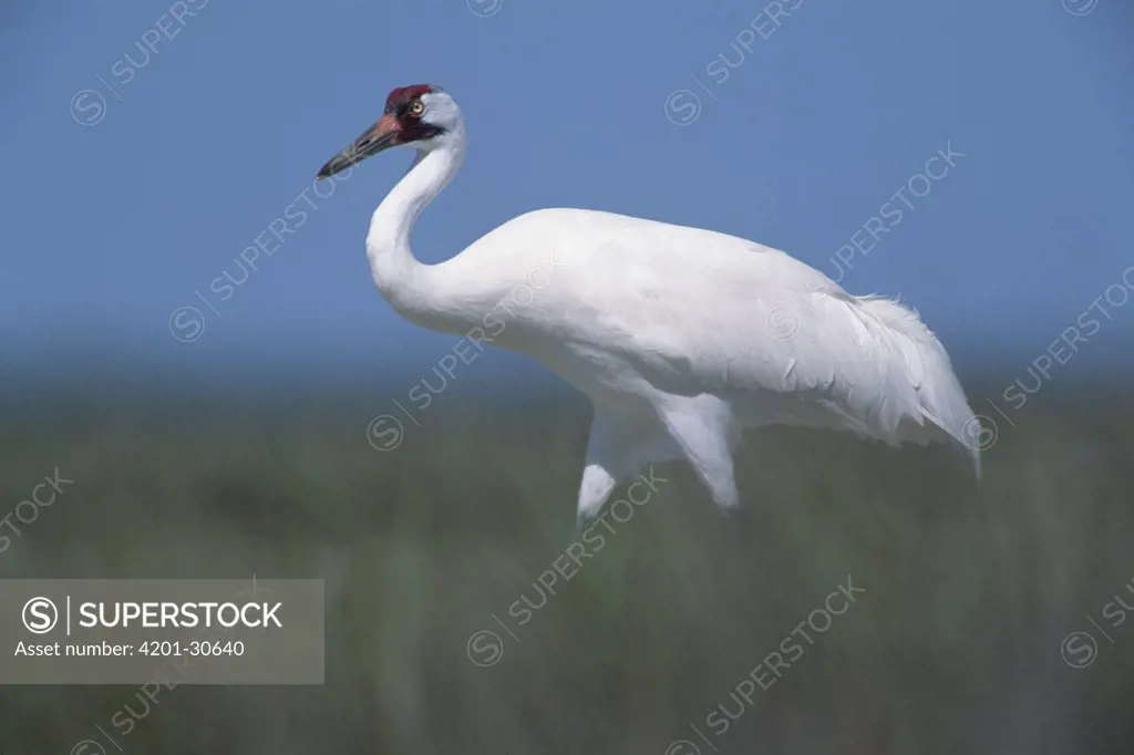 Whooping Crane (Grus americana) in marsh at wintering grounds, Gulf of Mexico, Aransas National Wildlife Refuge, Texas