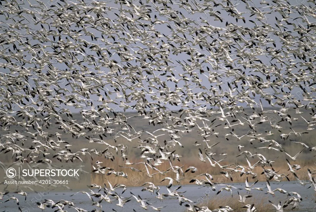Snow Goose (Chen caerulescens) huge flocks flying at wintering grounds, early spring, Bosque del Apache National Wildlife Refuge, New Mexico