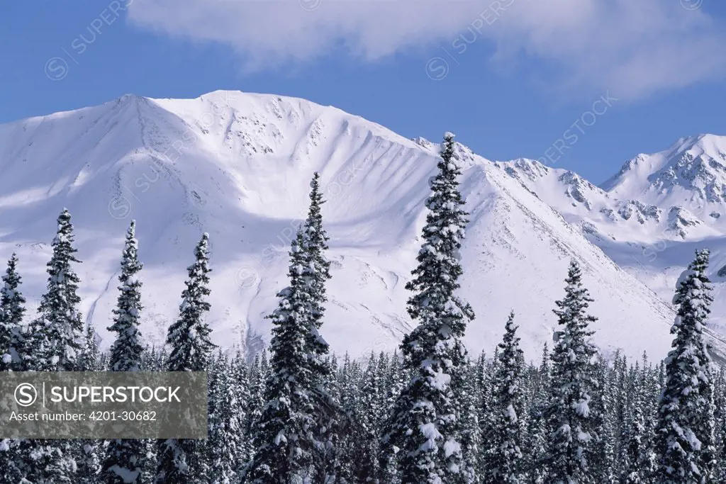 Boreal forest below Talkeetna Mountains in snow, near Parks Highway, early spring, Alaska