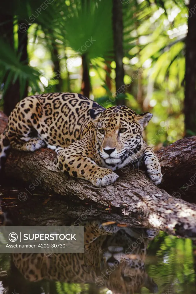 Jaguar (Panthera onca) and, reflection, Belize Zoo, Belize